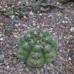 Gymnocalycium pflanziiপাতা