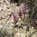 Thymus longiflorus Flower