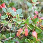 Berberis concinna