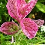 Salvia viridis পাতা