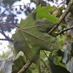 Acer cappadocicum পাতা