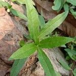 Eclipta prostrata Leaf