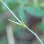 Dianthus graniticus Fuelha