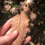 Quercus montana Hoja