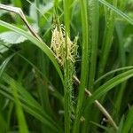 Carex sylvatica Blüte