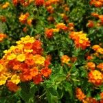 Lantana camaraFlors