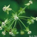 Asclepias quadrifolia Flor
