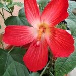 Hibiscus martianus Blomst