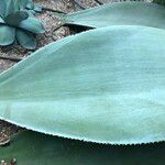 Agave guiengola Hoja