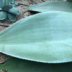 Agave guiengola Blad