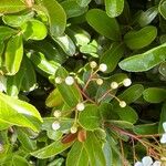 Pyracantha koidzumii Λουλούδι