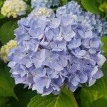 Hydrangea macrophyllaFiore