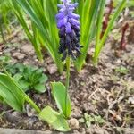 Muscari latifolium Blomma