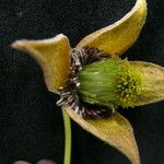 Clematis brevipes Flor