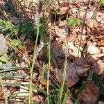 Carex pilosa Fruct