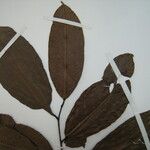 Amanoa congesta Leaf