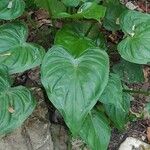 Alocasia cucullata Листок