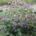 Pulsatilla vulgarisFiore