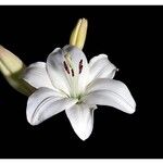 Lilium candidumFlor