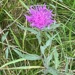 Centaurea nigra Liść