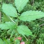 Agrimonia pubescens Leaf