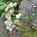 Achillea millefoliumঅন্যান্য