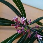 Psychotria ferdinandi-muelleri Flor