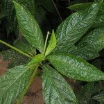 Ruellia elegans Fuelha