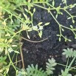 Cerastium nutans Fleur