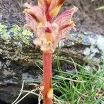 Orobanche alba Libunga