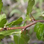 Ribes roezlii Bark