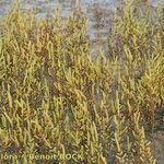 Salicornia stricta 形態