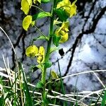 Euphorbia biumbellata Fleur