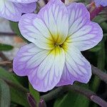 Malcolmia flexuosa Flower
