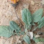 Trichocline auriculata Hoja