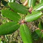 Rhododendron campanulatum Deilen