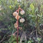 Pyrola media Flower