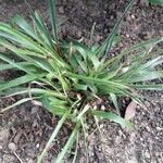 Bromelia karatas পাতা