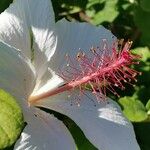 Hibiscus waimeae