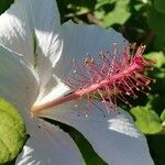 Hibiscus waimeae 花