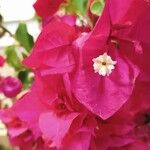 Bougainvillea spp. Kukka