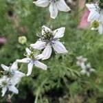Nigella sativa Blomst