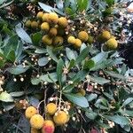 Arbutus unedoOvoce