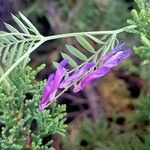 Vicia eriocarpa Deilen