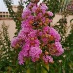 Lagerstroemia indicaBlüte