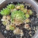 Sempervivum × barbulatumList