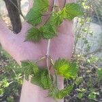 Viburnum acerifolium Feuille