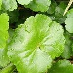 Hydrocotyle ranunculoides Foglia