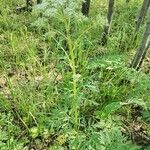 Pleurospermum uralense Облик