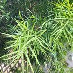 Afrocarpus gracilior Φύλλο